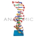 MODELO ANATOMICO DUPLA HELICE DE DNA